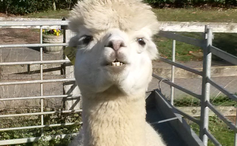 The Toft Alpacas