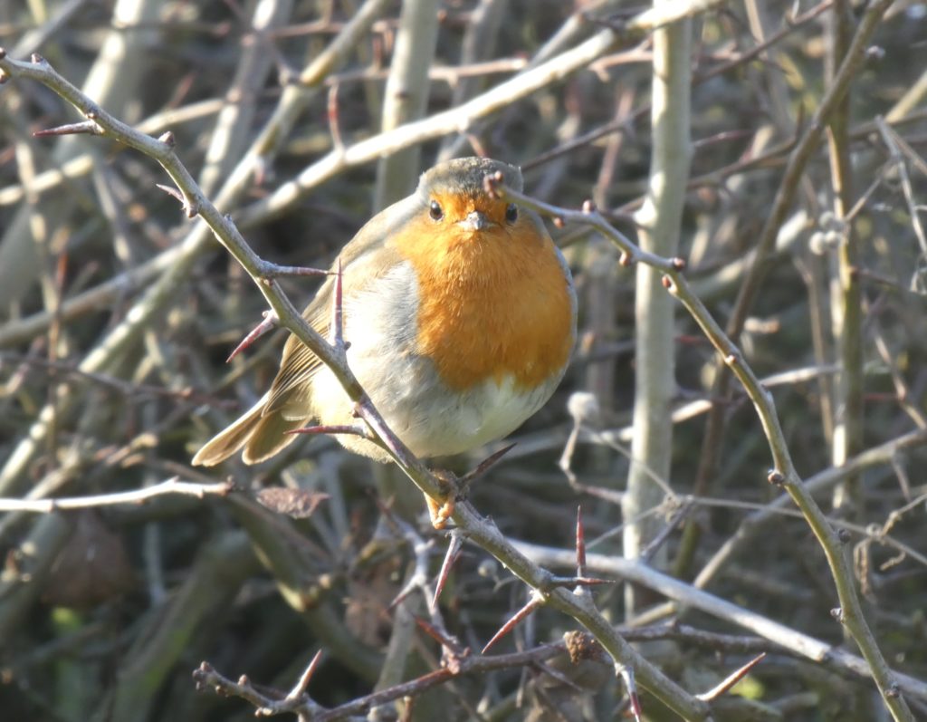 A Robin in a bush
