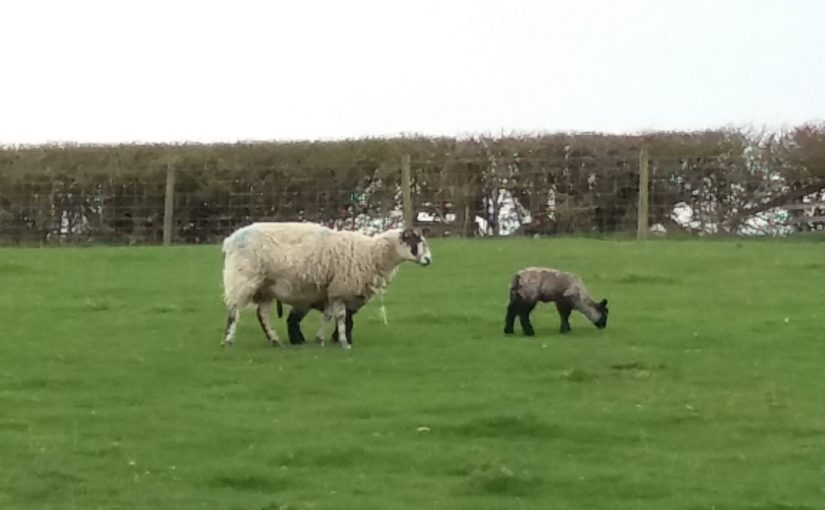 Lambs leaves locks and litter