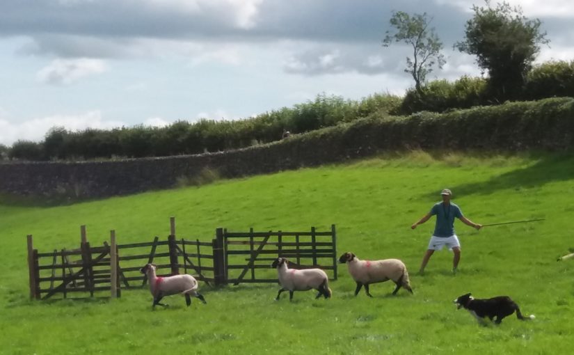 Sheep dog trials and family time