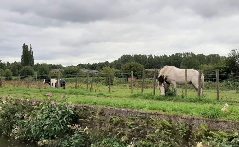 Reaching for pastures new