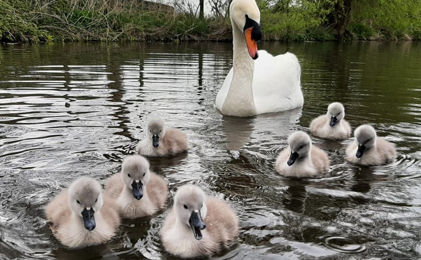 Showing off in Shardlow