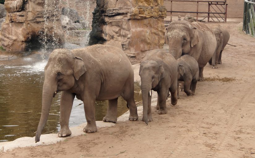 We’re all going to the zoo together
