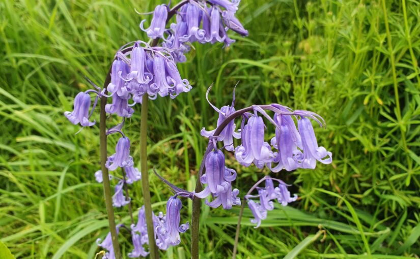 Bluebells, Breaches and Bridgewater