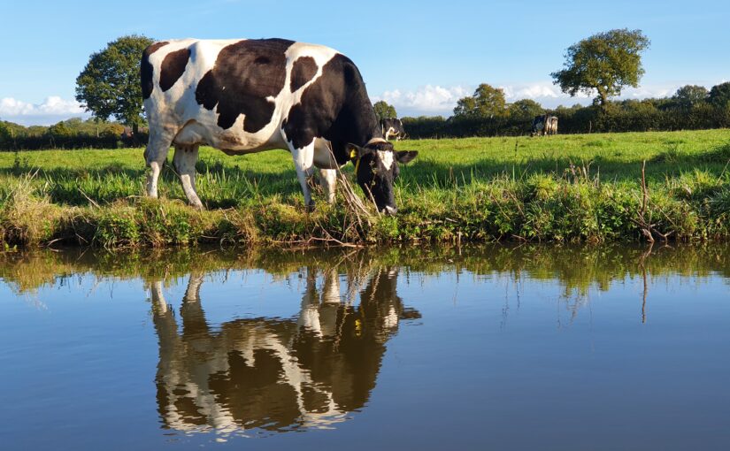 Mooving from the Middlewich to the Macclesfield
