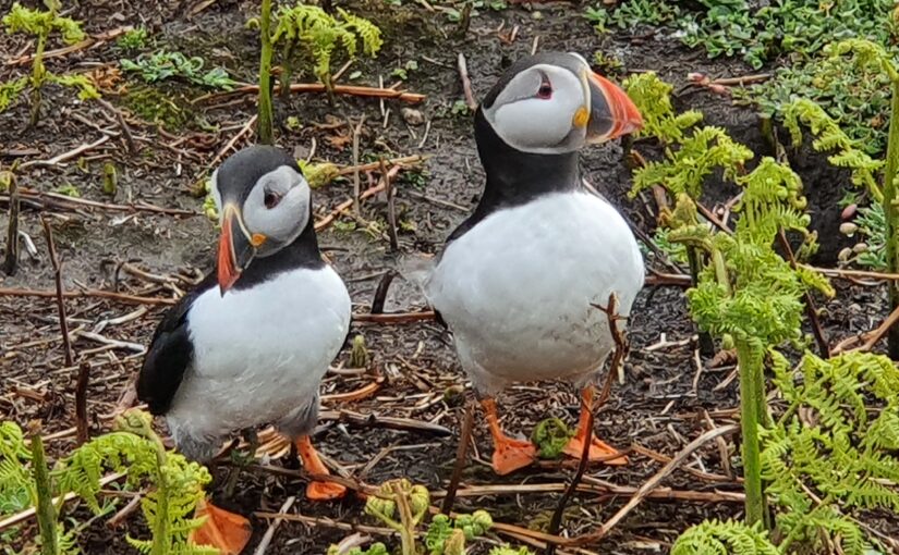 Addendum to last years trip to Iceland, part one